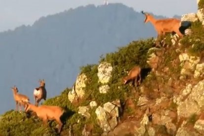 Recompte d'isards al vedat d'Enclar