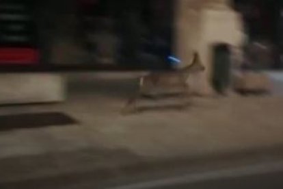 Un isard corre per l'avinguda Tarragona