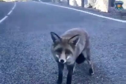 Els banders recorden que no s'ha de donar menjar a la fauna salvatge