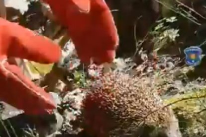 Els banders retornen un eriçó al medi natural