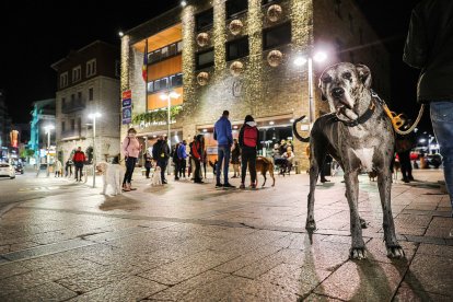 Protesta contra la taxa de gossos
