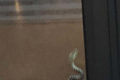 Una serp a Ciutat de Valls