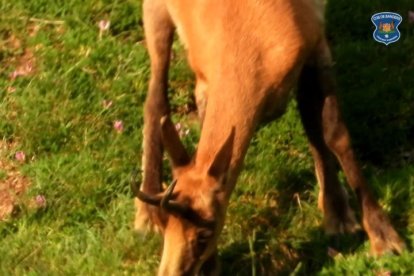 Un isard menjant regalèssia de muntanya