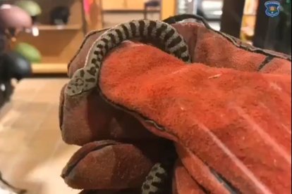 Serp capturada pels banders