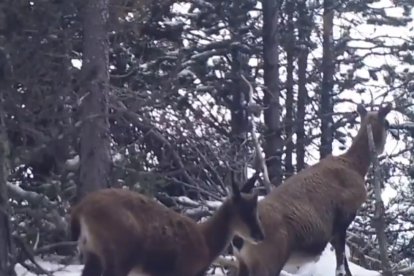 Tres isards buscant refugi