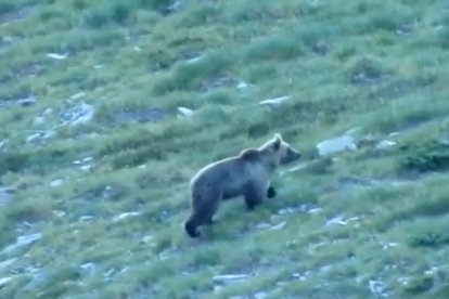 Sorpresa en veure un os al limit entre Catalunya i Andorra