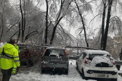 Arbres caiguts a la zona de Sa Calma d'Escaldes per la nevada