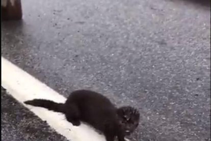 Apapma alerta d'un visó americà perdut