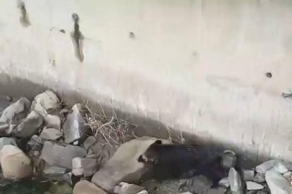 Un porc senglar baixa pel riu Valira