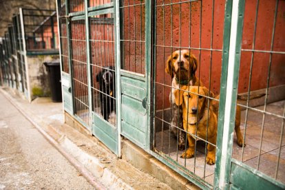 L'anàlisi descarta que els gossos morts fossin enverinats