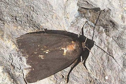 La nit de les papallones nocturnes