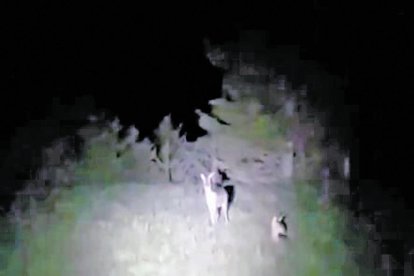 Controlen tres caçadors furtius per matar un cabirol