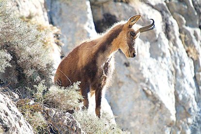 Abatuts més de 140 isards en la setmana de la caça