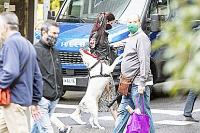 Gili s'oposa a la creació de la taxa de tinença de gossos