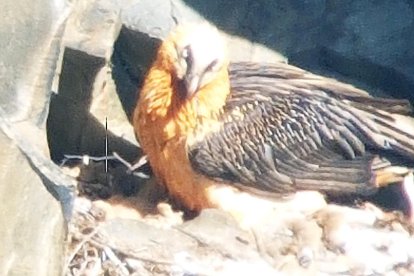 Nou naixement d'una cria de trencalòs