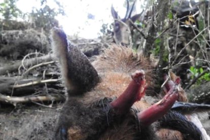 Els banders investiguen la mort de sis isards trobats sense banyes