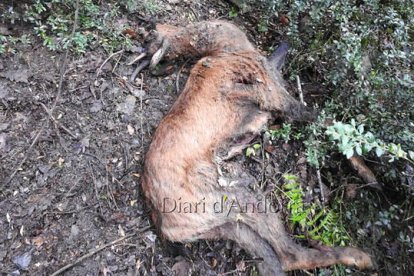 Identificada la colla que va caçar els sis isards