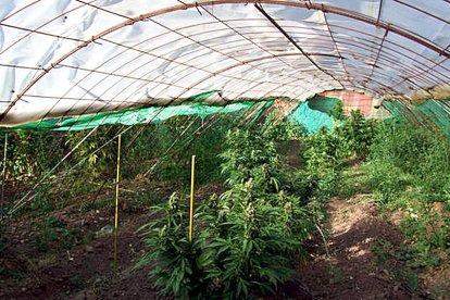 Els inversors en marihuana creuen que falta més interès