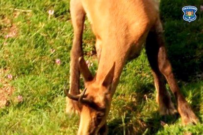 Un isard menja flor de regalèssia a la muntanya