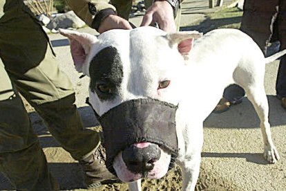 Tramitades 29 sancions a amos de gossos perillosos