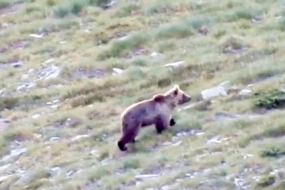 Els banders insten a “no molestar” els ossos si algú se'ls troba a la muntanya