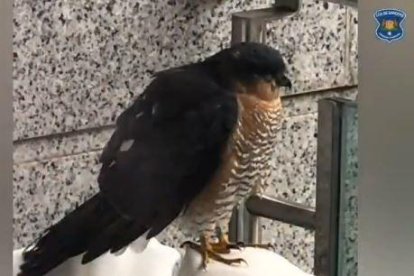 L'esparver comú recuperat pels banders