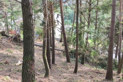 El bosc proper a l'Aldosa avui
