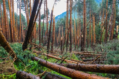 El vent tomba diversos arbres del bosc prop de l'Aldosa