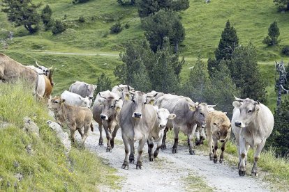 Més que un record dels orígens