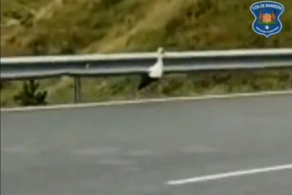 La cigonya passejant al marge de la carretera.