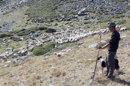 Santi Plata, amb el ramat d'ovelles i cabres als prats del Comapedrosa.