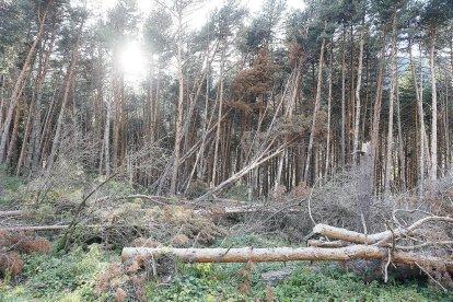 Arbres caiguts i malmesos al bosc de l'Aldosa.