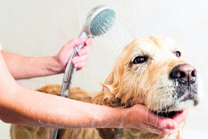 És vital garantir una higiene adequada de la nostra mascota.