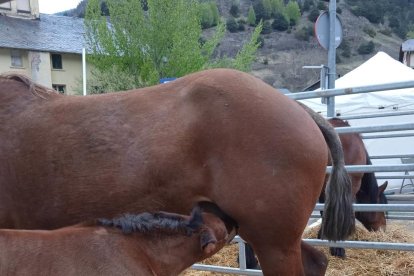 Fira del Bestiar d'Ordino