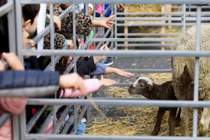 La 43a Fira concurs del bestiar es va celebrar ahir al costat de l'antiga plaça de braus.