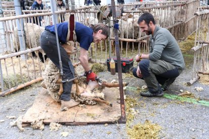 Xolla d'ovelles, ahir a la Fira del Bestiar d'Ordino.