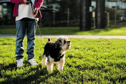 El nombre de nous gossos censats a Andorra va incrementar-se un 41% l'any passat