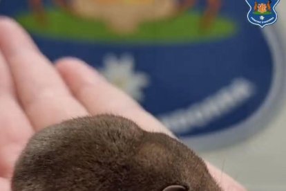 Els banders troben una musaranya al despatx