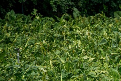 La parròquia on el tabac ha patit més danys per les pedregades ha estat Canillo.