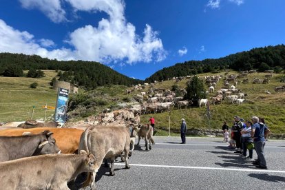 El tradicional pas de la vacada a Canillo.