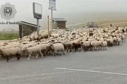 Transhumància a port d'Envalira