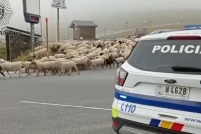 Transhumància 'segura' al port d'Envalira