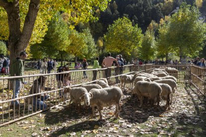 Fira del Bestiar i Artesania de Canillo