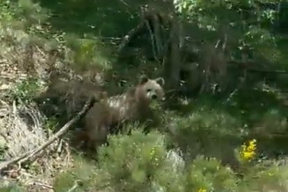 Una ossa al Pirineu català