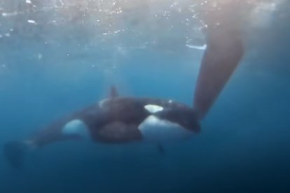 Atac d'orques a una flota de The Ocean Race