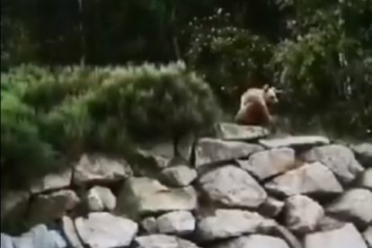 Un os es deixa veure per cinquè cop al Pallars