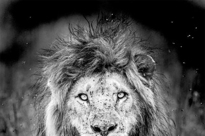 Lleó al parc del Serengeti (Tanzània).