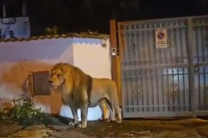Un lleó s'escapa d'un circ i es passeja per una ciutat italiana