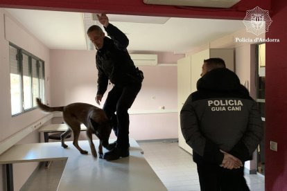 Els gossos han treballat en la recerca d'explosius