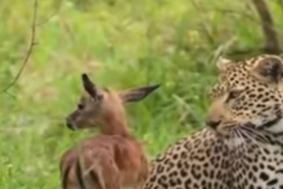 Un guepard salva a una gasela de ser devorada